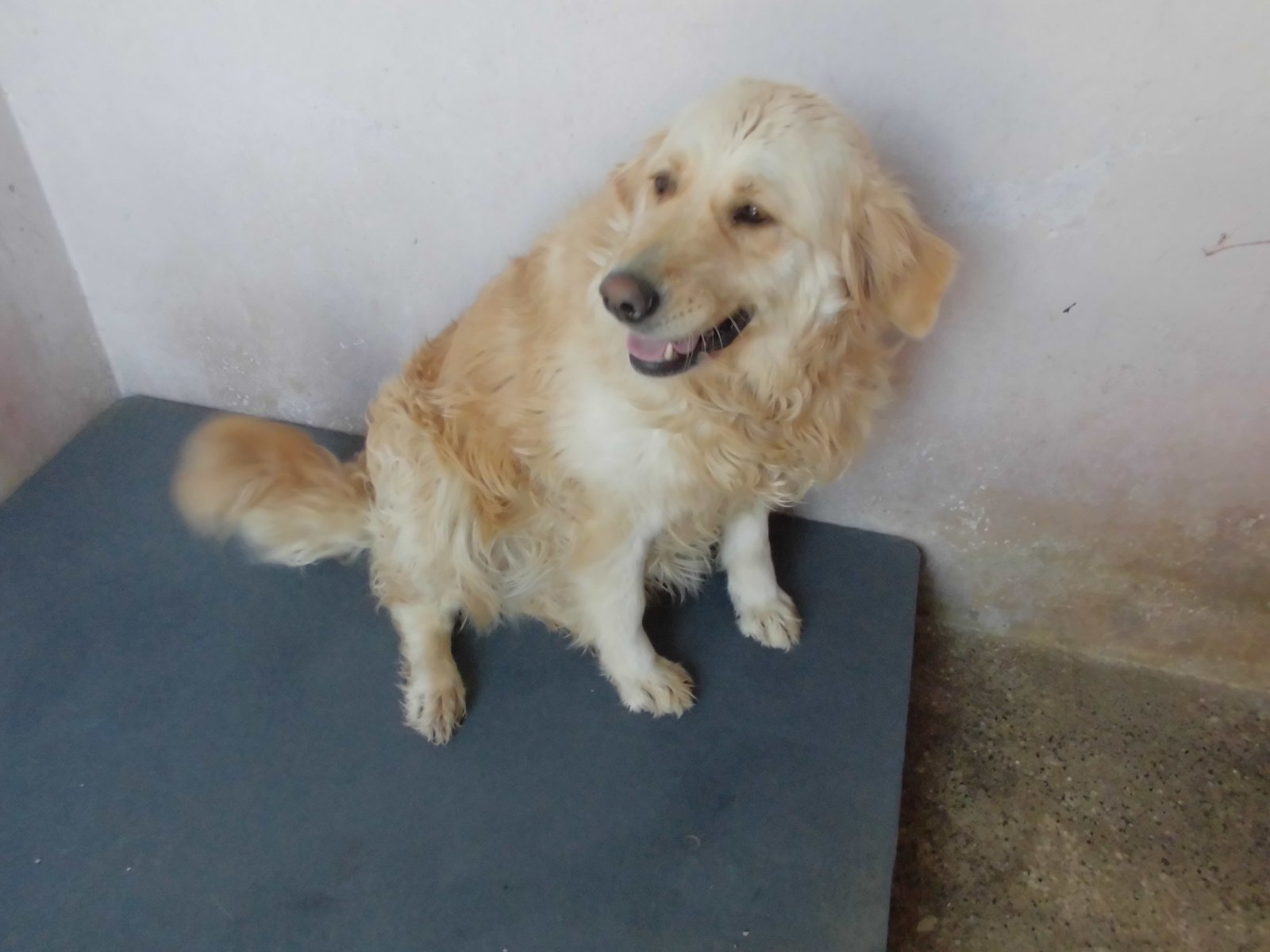 LİLA