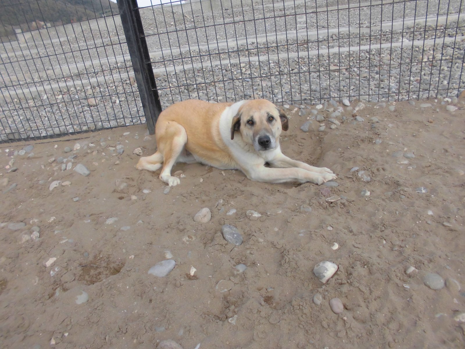 ARES